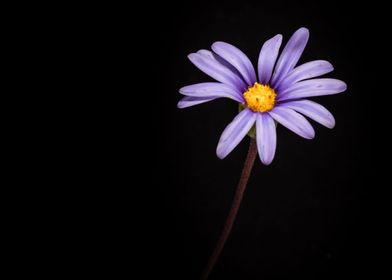 Blue daisy flower