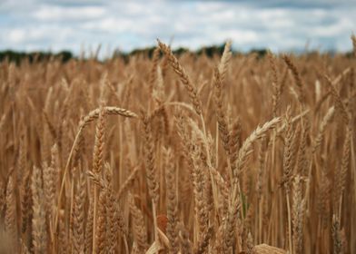 wheat field