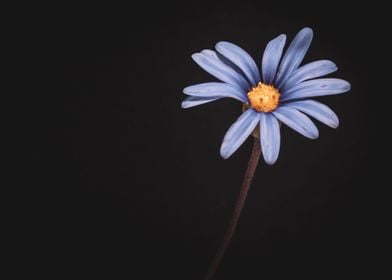 Blue daisy flower