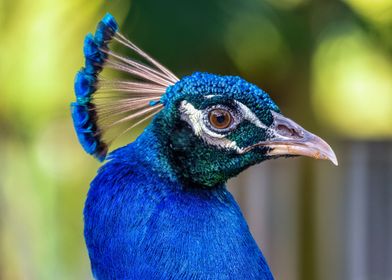 Peacock Portrait