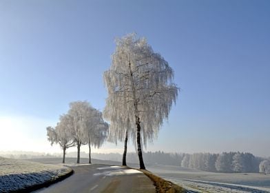 Wintry Landscape