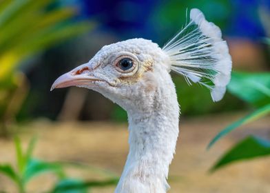 White Peacock Portrait