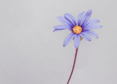 Blue daisy flower