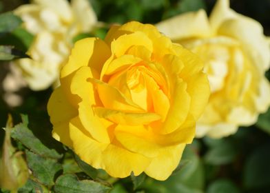 Yellow Roses