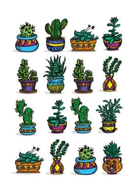 Succulent Cacti Plant Gift