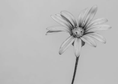 Blue daisy flower