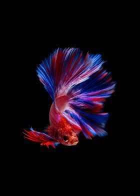 Fightingfish Betta