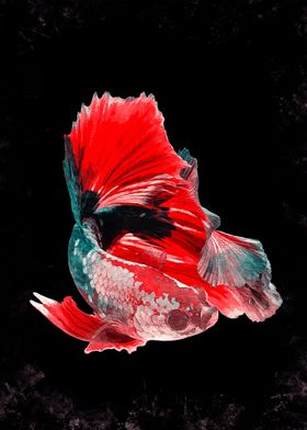 Betta Fish