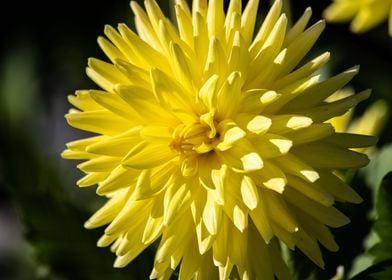 Yellow Dahlia Flower