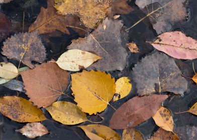 Collage of autumn leaves