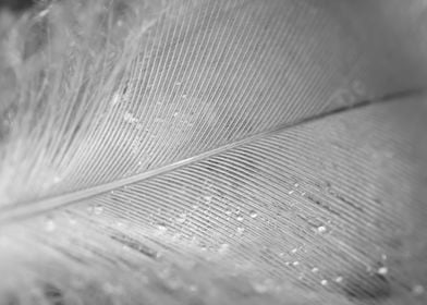 Feather in black and white