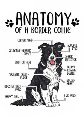 Anatomy of a Border Collie