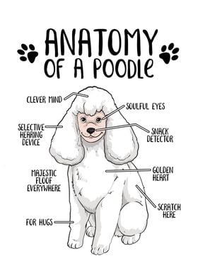 Anatomy of a Poodle