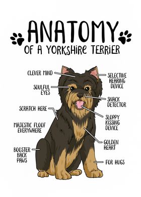 Anatomy Yorkshire Terrier