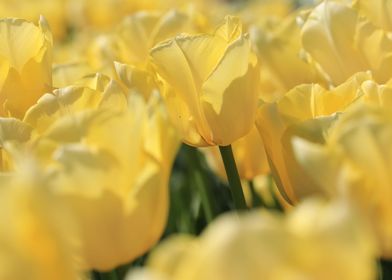 Yellow Tulips