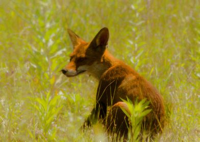 Fox in the meadow