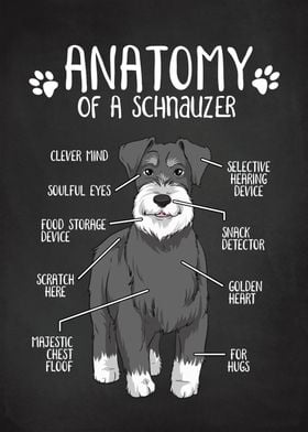 Anatomy of a Schnauzer