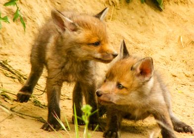 Little foxes