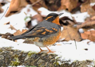 Varied Thrush in the Snow