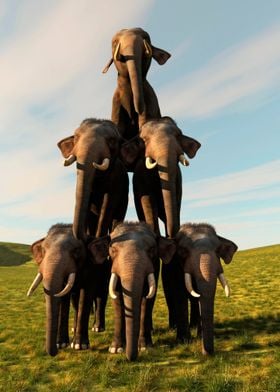 Elephants pyramid
