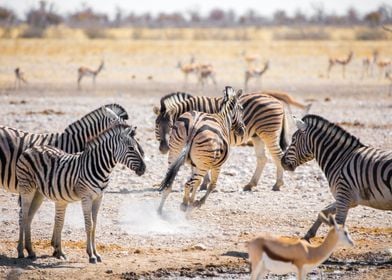 Zebras Namibia