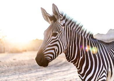 Cute Zebra