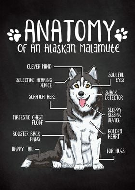 Anatomy Alaskan Malamute