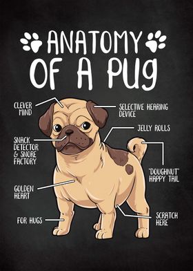 Anatomy of a Pug