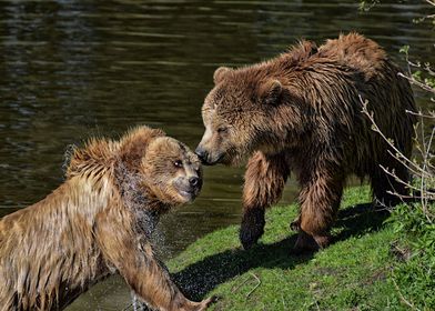 Bears Brothers