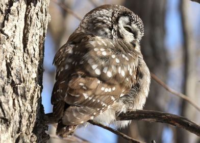 Boreal owl side profile