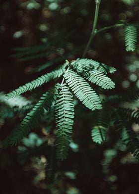 Green Plant Leaves Close 7