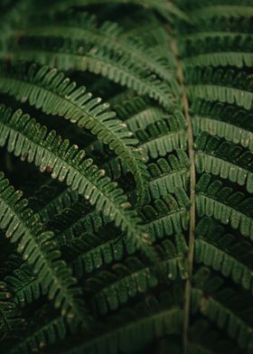 Green Plant Leaves Close 0