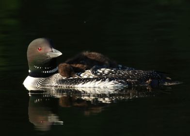 Loon light