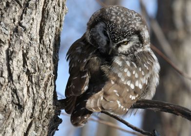 Preening Boreal Owl