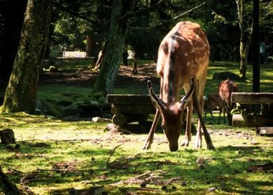 Deer Family