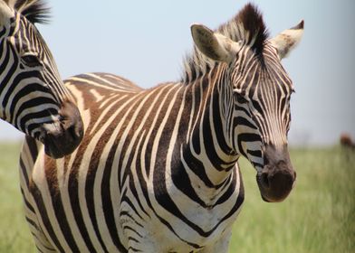 ZEBRA IN PRETORIA 