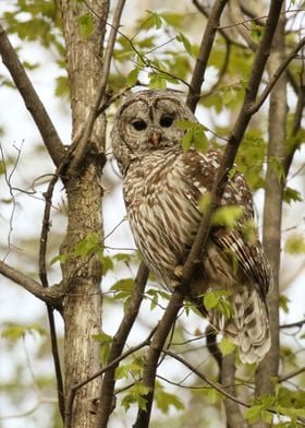 Barred owl 