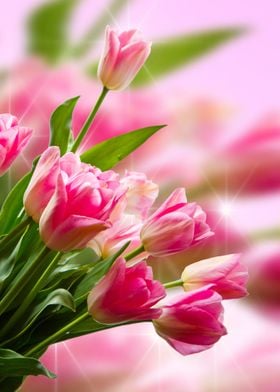 pink tulip