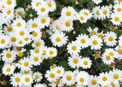 white daisy