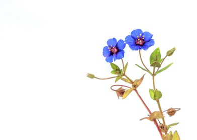 Blue pimpernel flowers