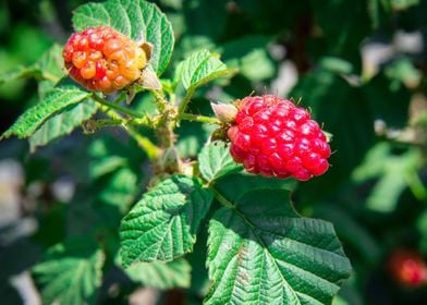 red blackberry