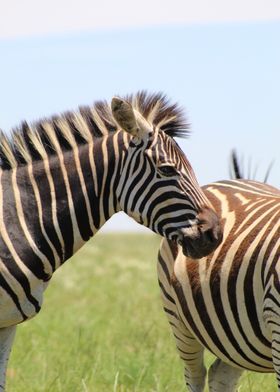 ZEBRA IN PRETORIA 