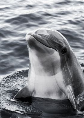 Cute Dolphin in water