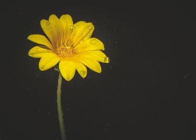 Yellow treasure flower