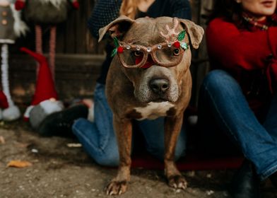 Christmas dog in glasses 