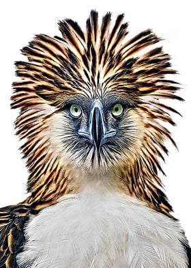 Philippine Eagle