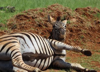 ZEBRA IN PRETORIA