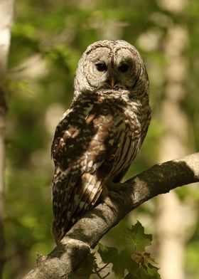 Mother barred owl 