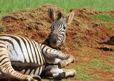 ZEBRA IN PRETORIA