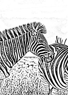 ZEBRA 